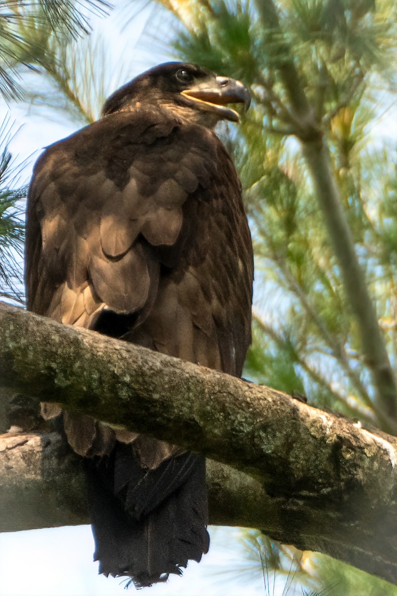 Bald Eagle - ML620548506