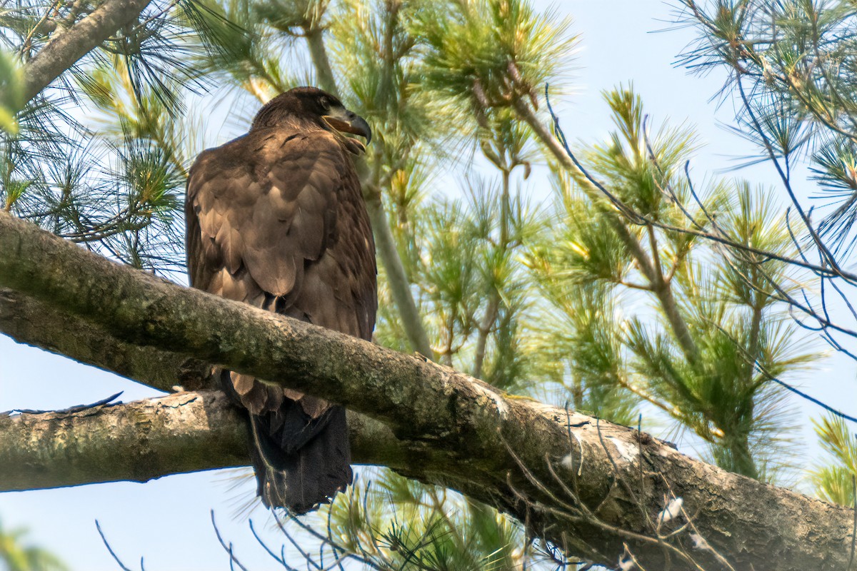 Weißkopf-Seeadler - ML620548507