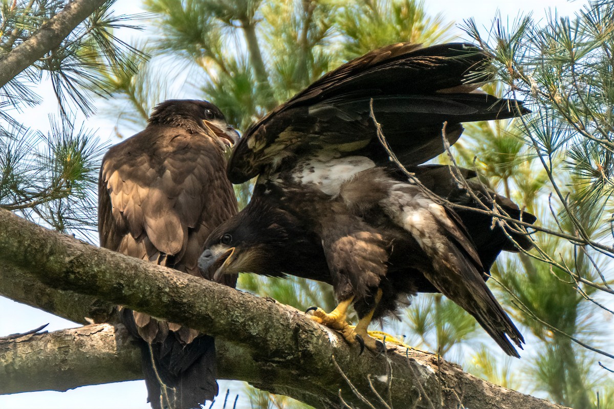 Bald Eagle - ML620548510