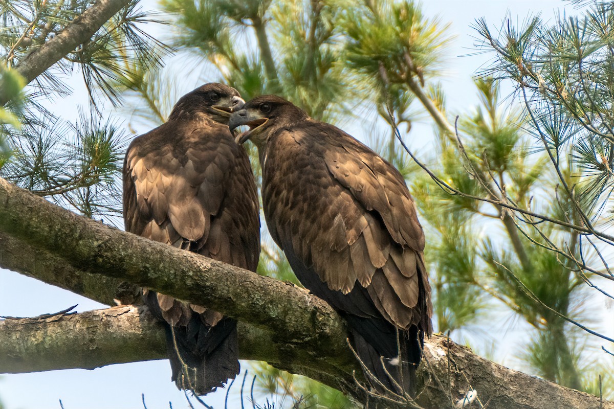 Weißkopf-Seeadler - ML620548513