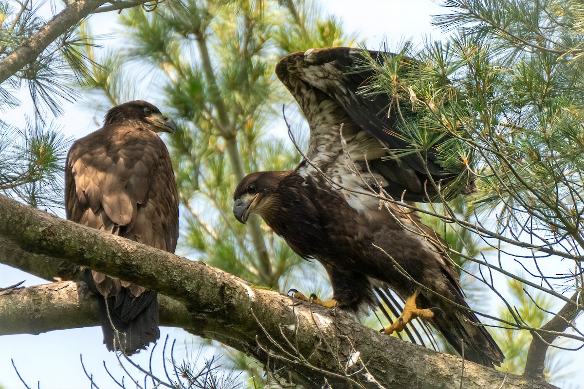 Bald Eagle - ML620548515