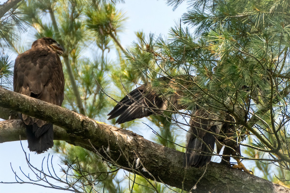 Weißkopf-Seeadler - ML620548516