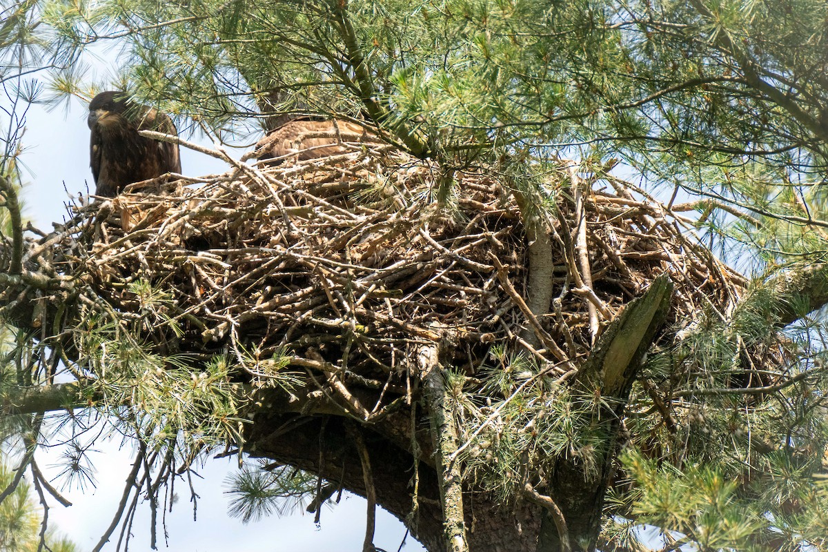 Weißkopf-Seeadler - ML620548517