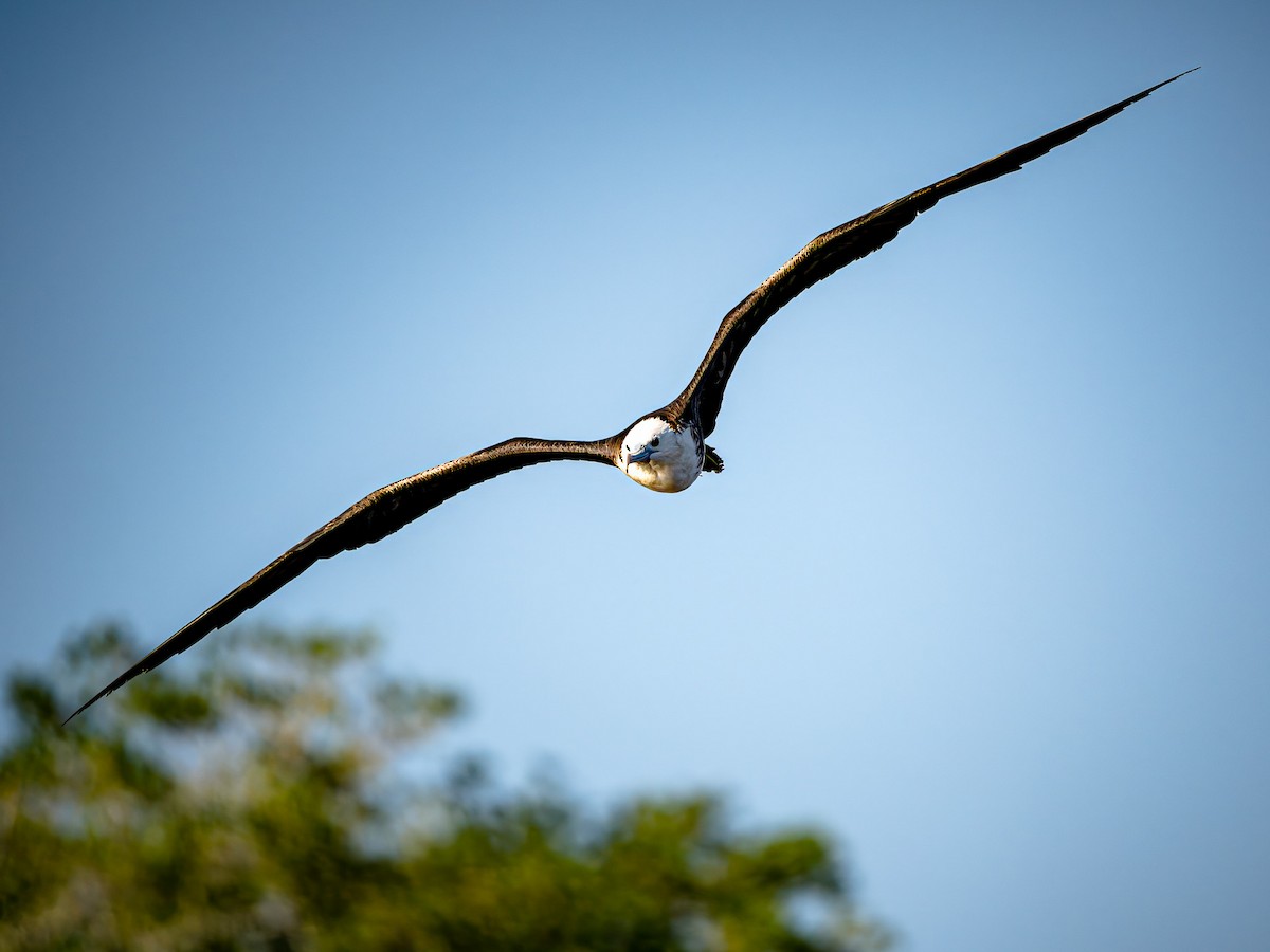 Magnificent Frigatebird - ML620548527