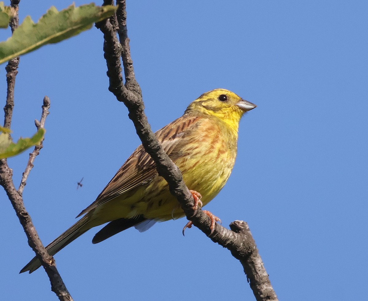 Yellowhammer - ML620548528