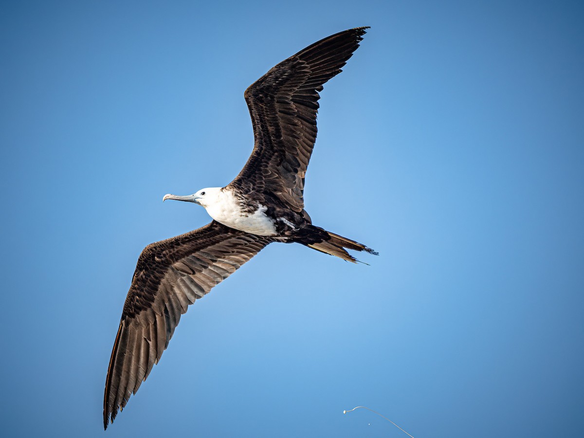 Magnificent Frigatebird - ML620548530