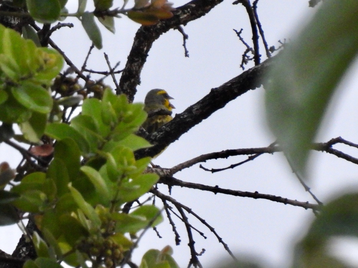 Yellow-fronted Canary - ML620548531