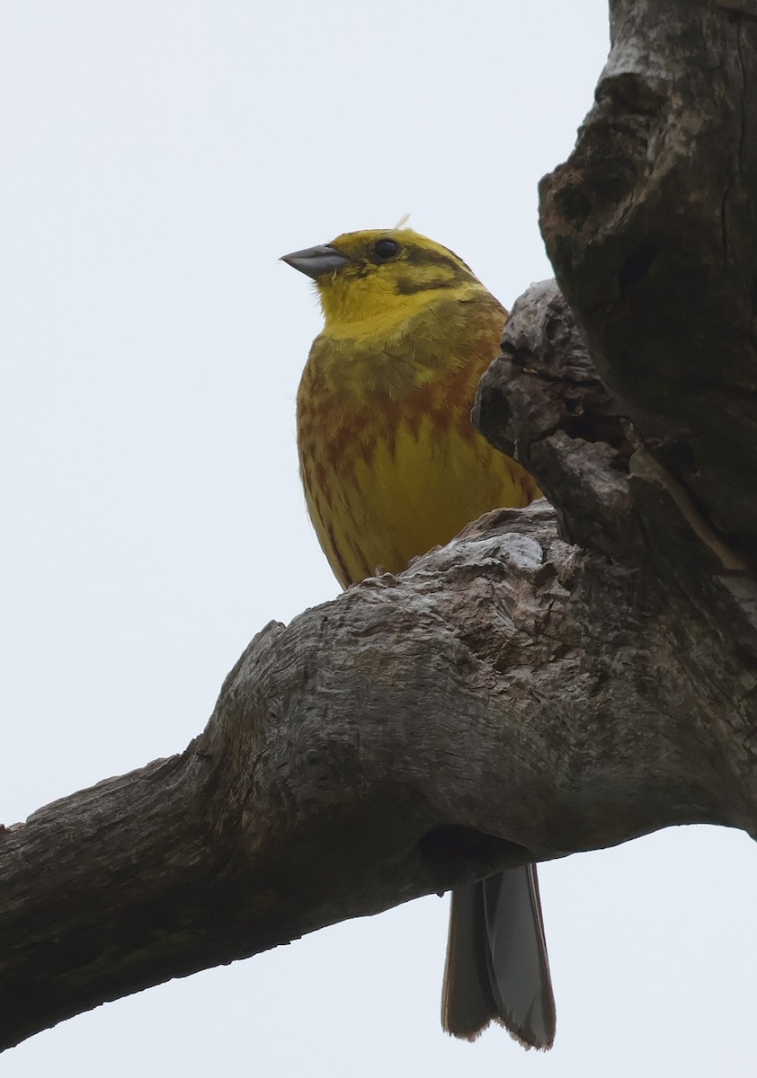 Yellowhammer - ML620548534