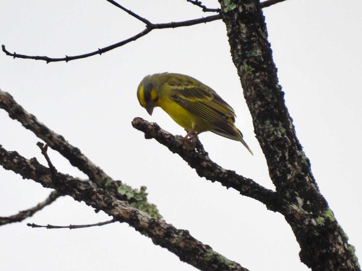 Yellow-fronted Canary - ML620548541