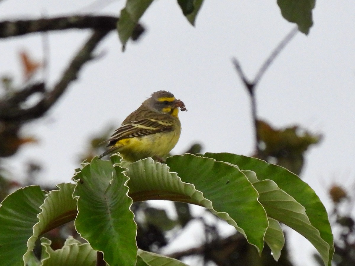 Yellow-fronted Canary - ML620548548