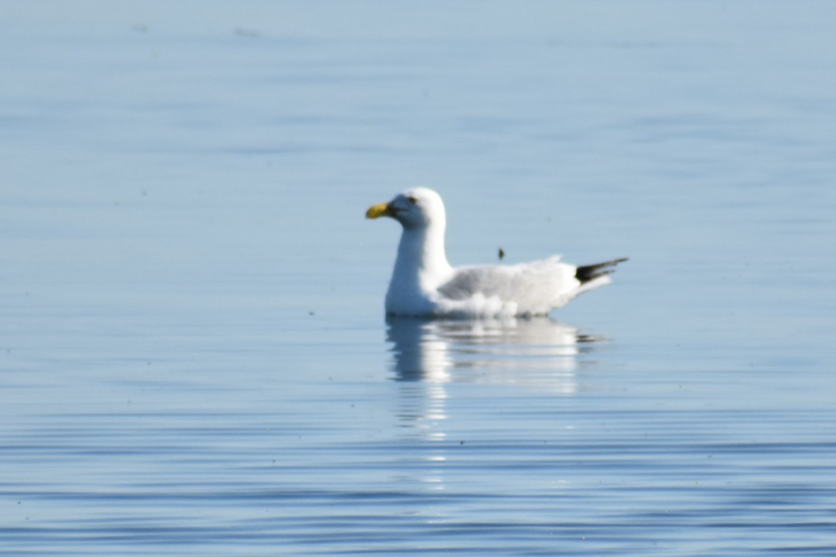 Goéland argenté - ML620548559