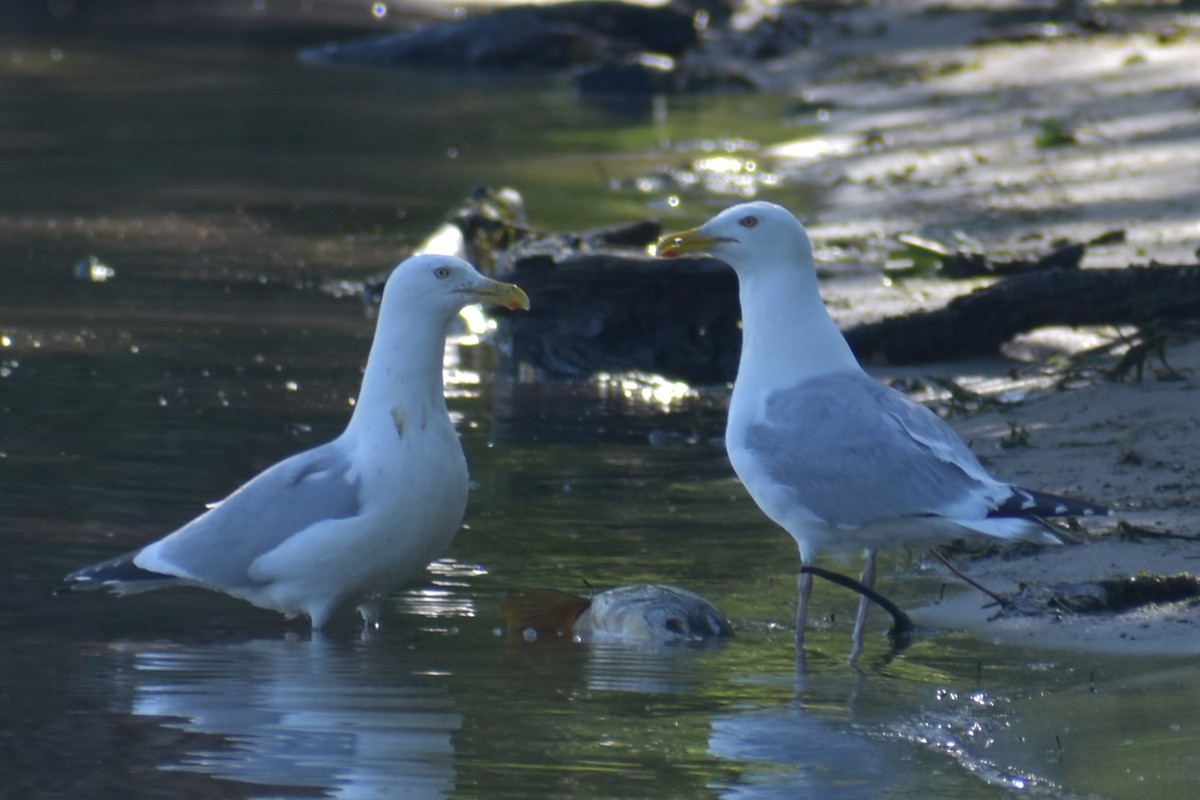 Herring Gull - ML620548560