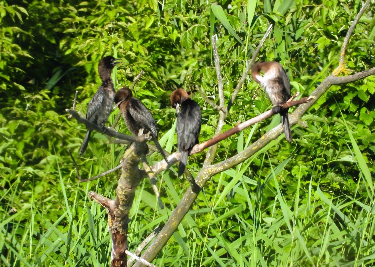 Pygmy Cormorant - ML620548562