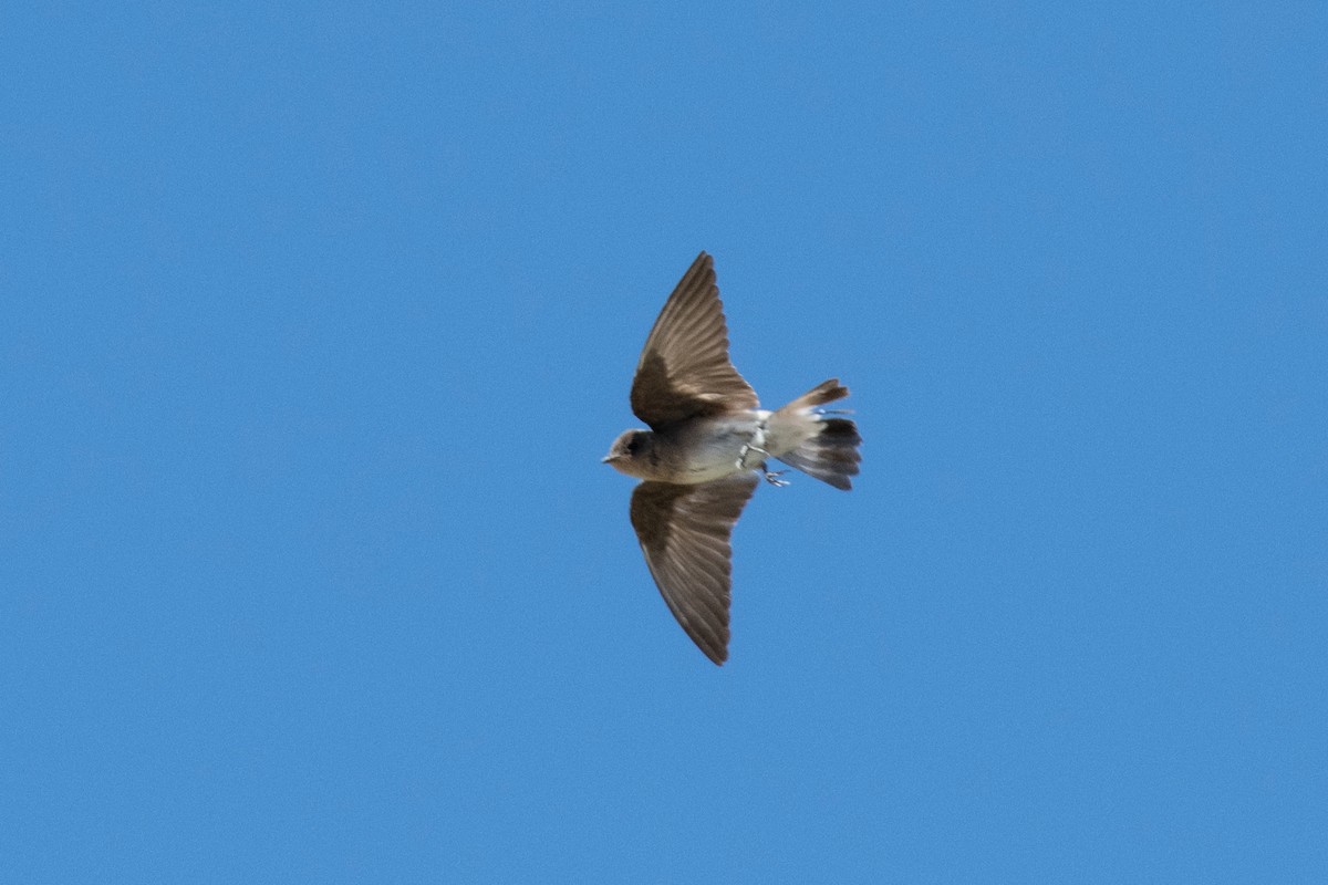 Northern Rough-winged Swallow - ML620548567