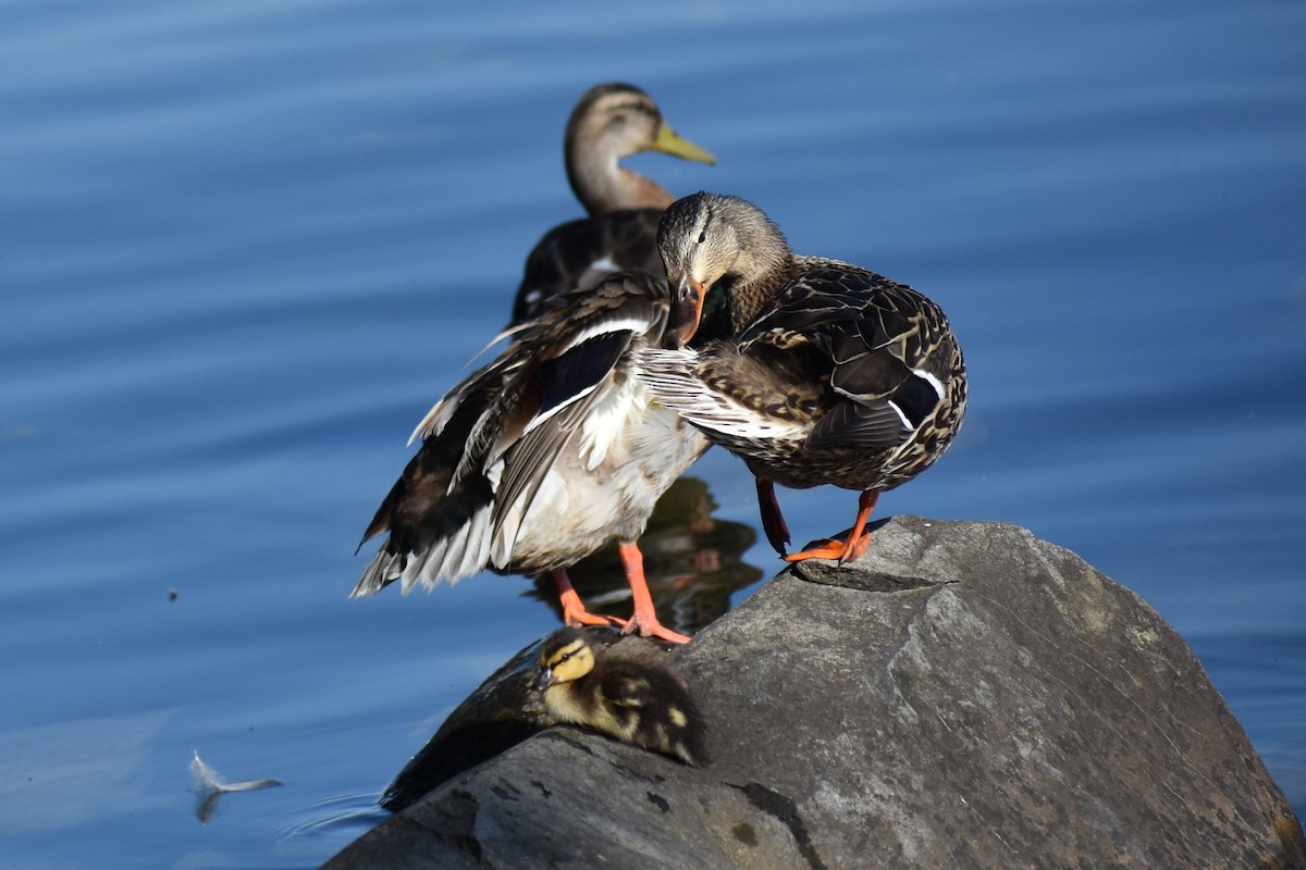 Canard colvert - ML620548570