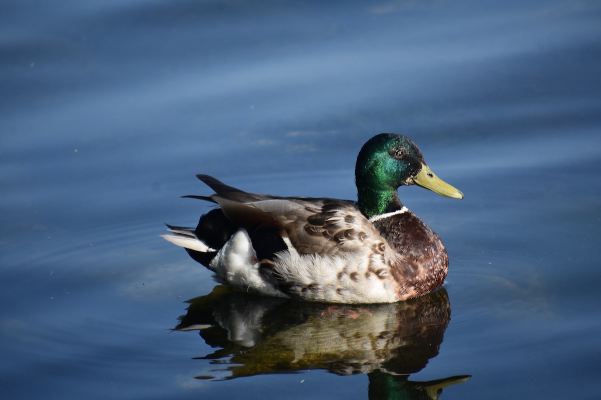 Canard colvert - ML620548573