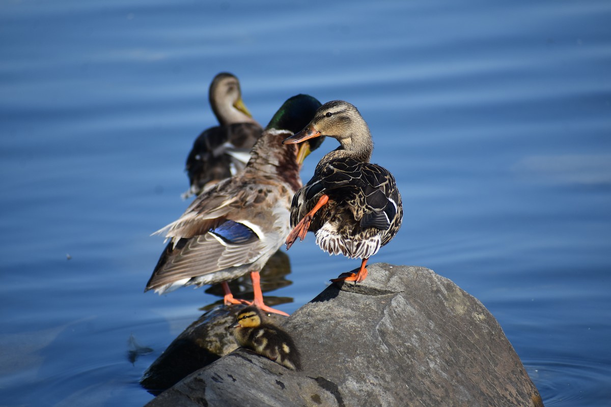 Canard colvert - ML620548574