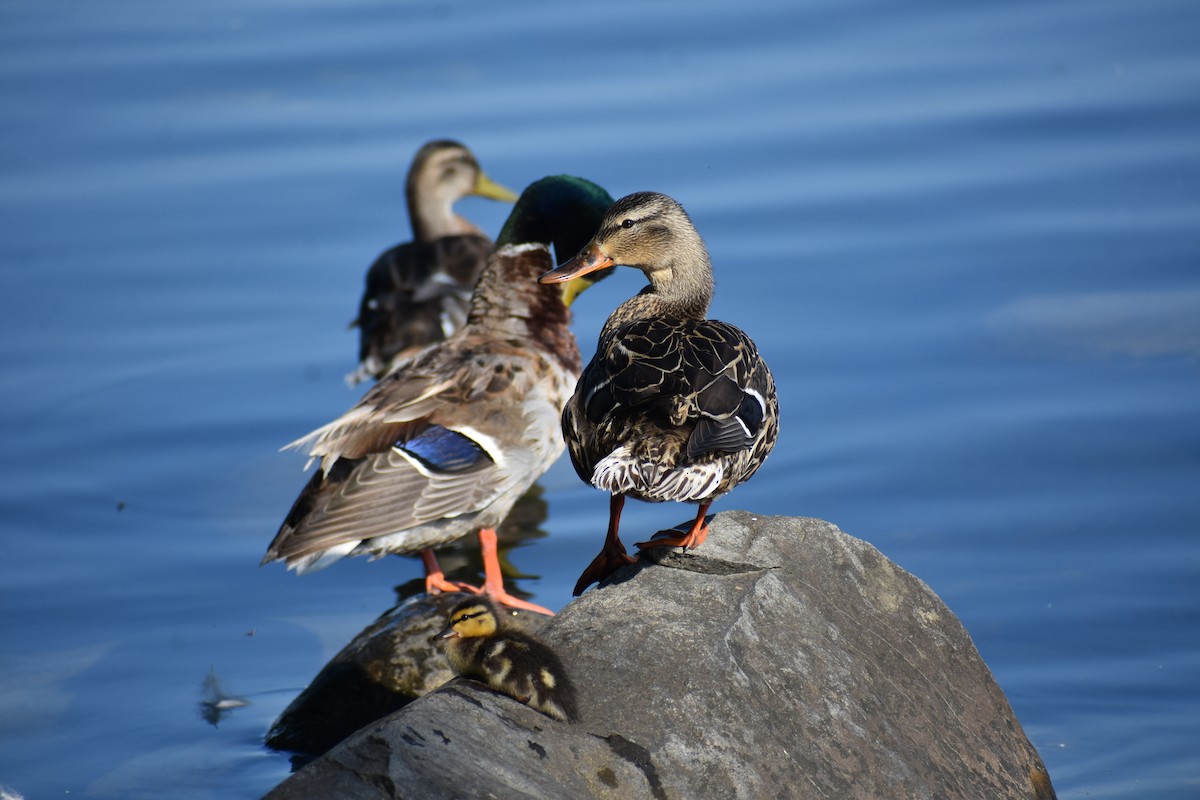 Canard colvert - ML620548575