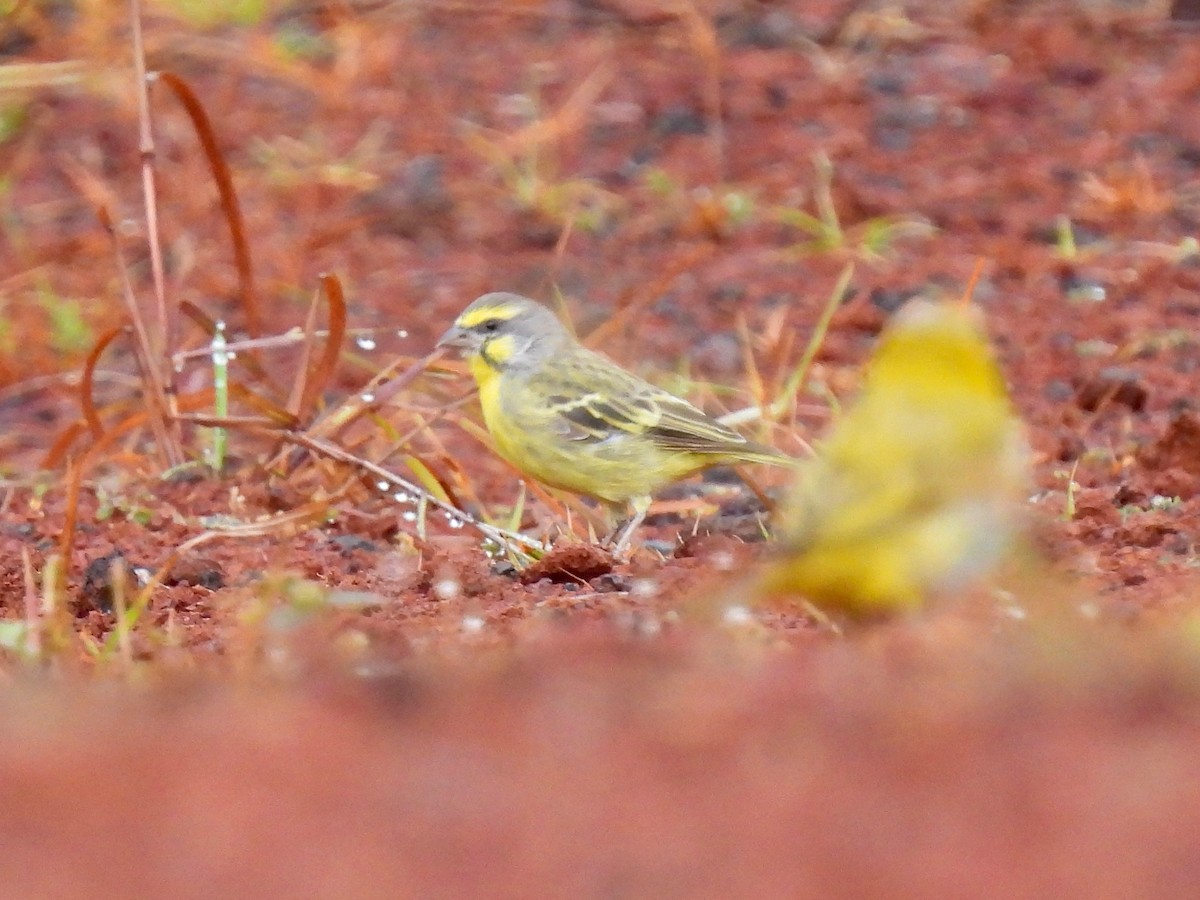 Yellow-fronted Canary - ML620548577