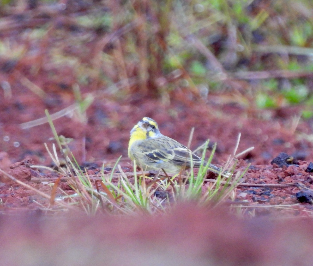 Yellow-fronted Canary - ML620548579