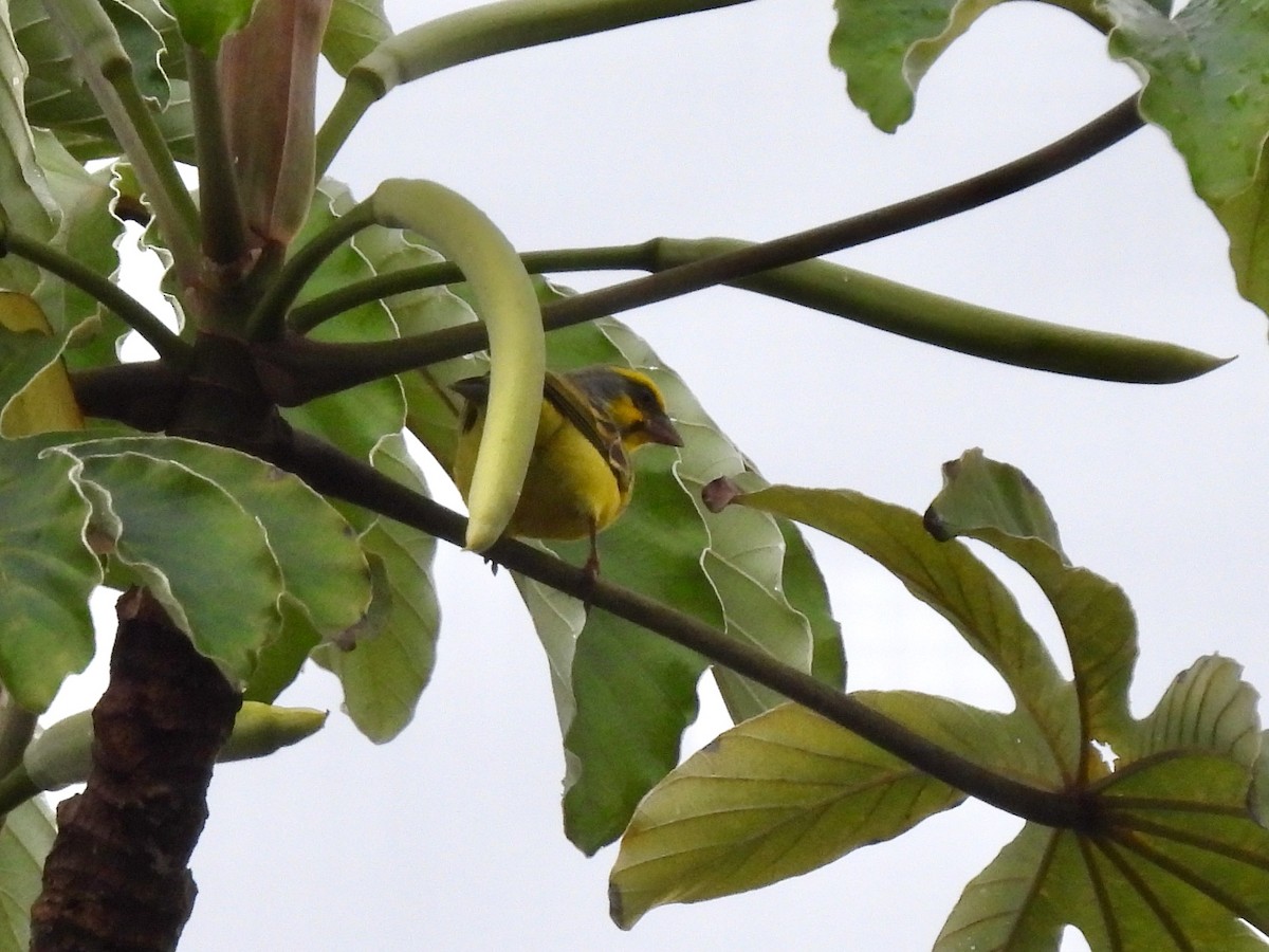 Yellow-fronted Canary - ML620548580
