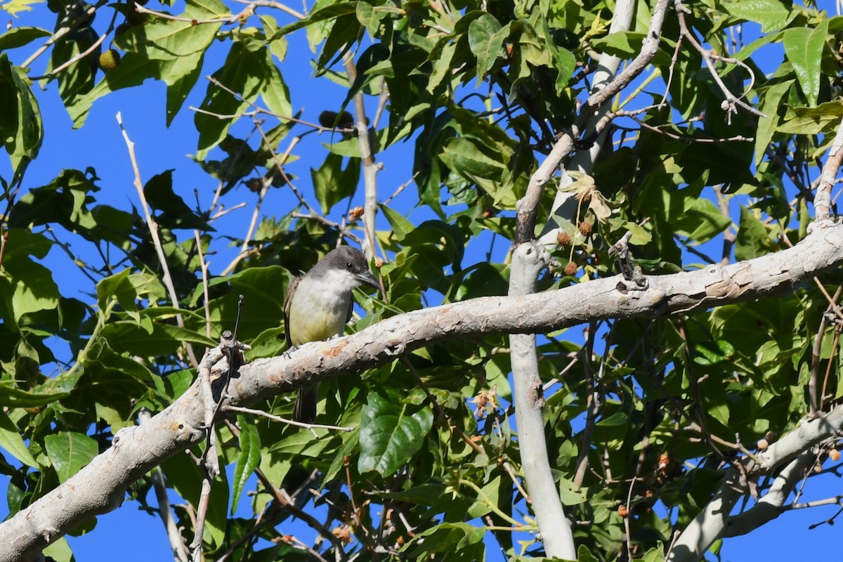 Thick-billed Kingbird - ML620548582