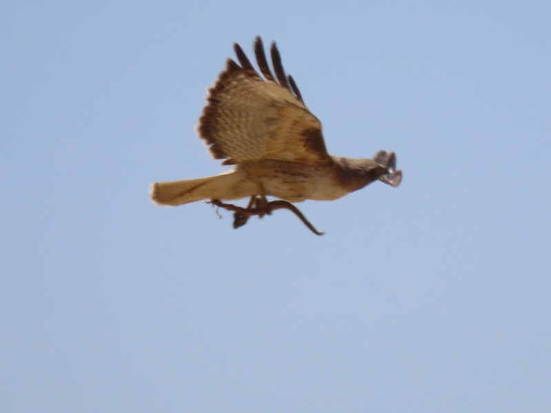 Red-tailed Hawk - ML620548586