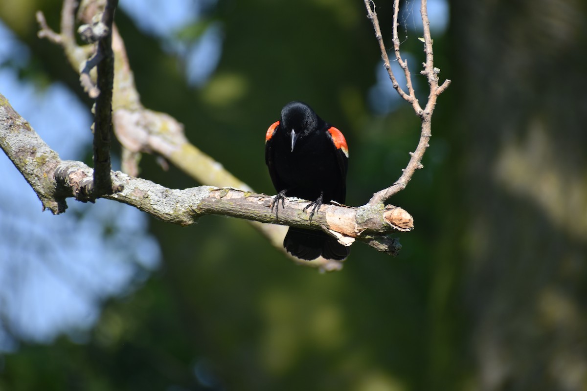 Red-winged Blackbird - ML620548587