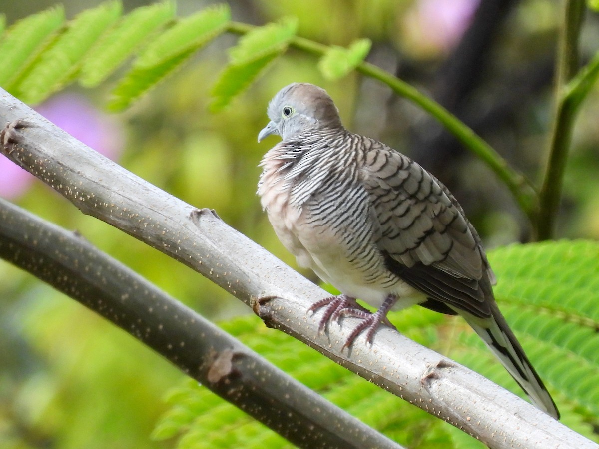 Zebra Dove - ML620548589