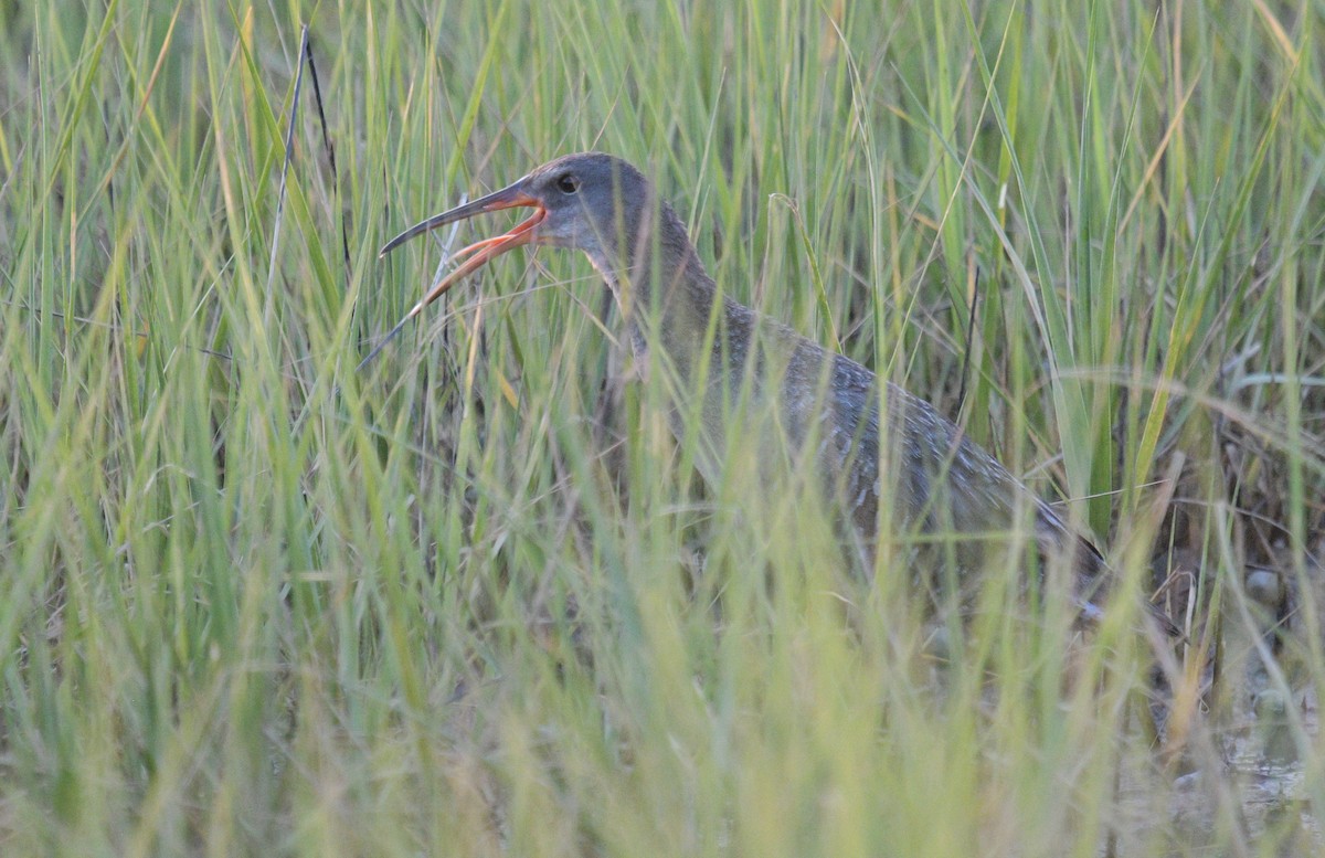 Clapper Rail - ML620548592