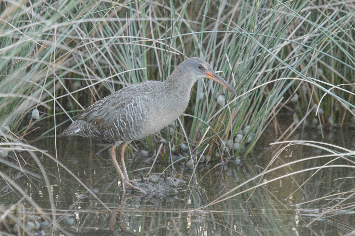 Clapper Rail - ML620548595