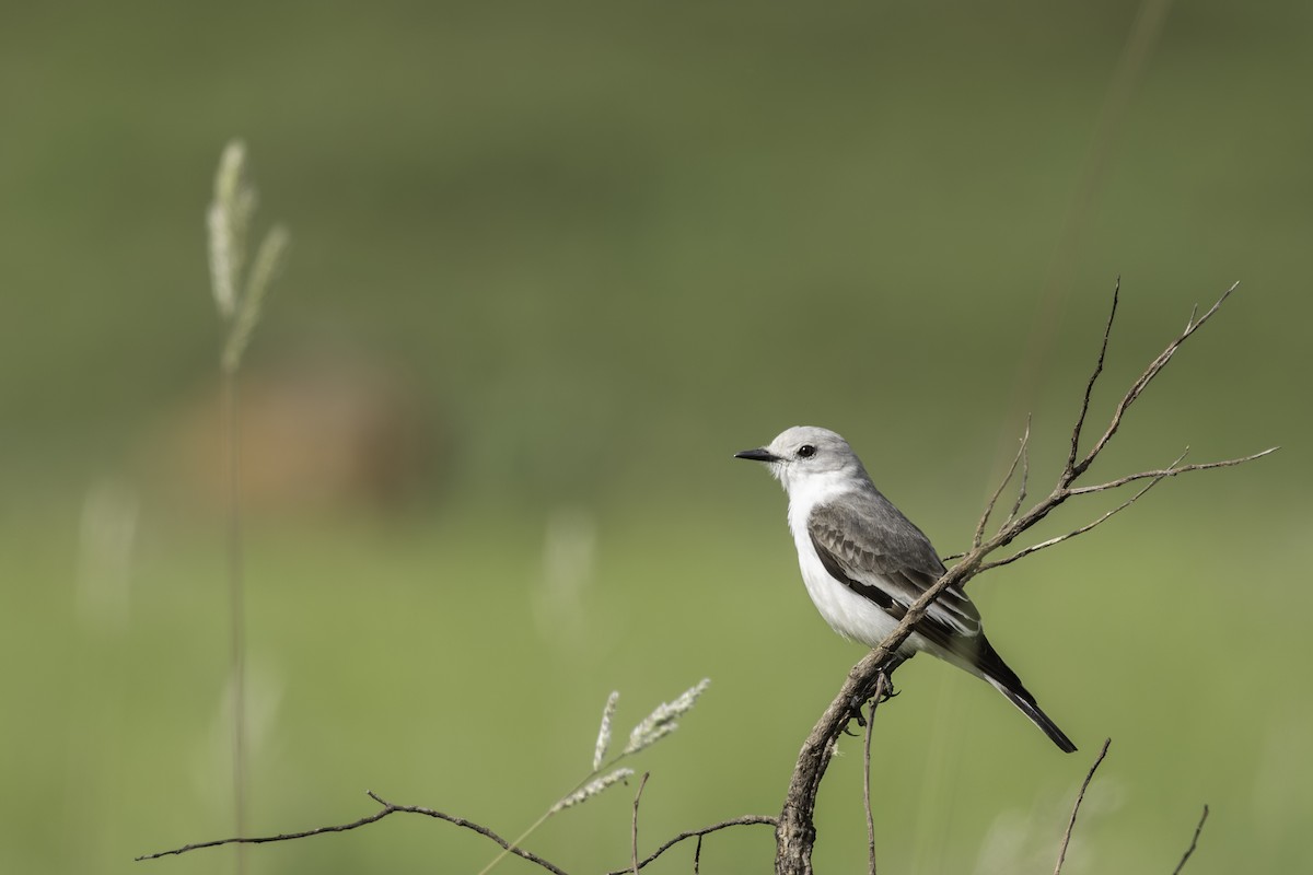 White-rumped Monjita - ML620548596