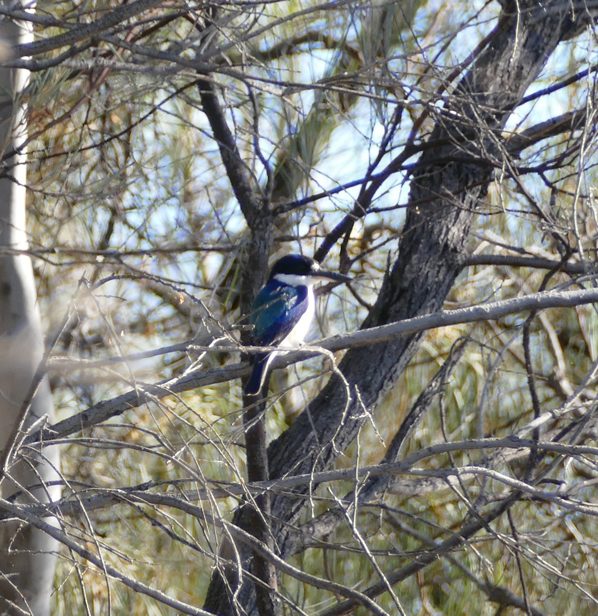 Forest Kingfisher - ML620548599