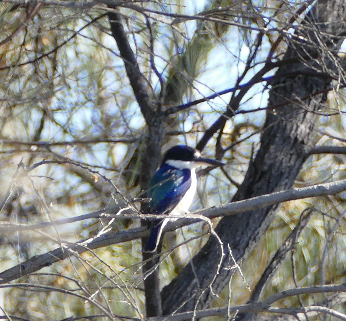 Forest Kingfisher - ML620548601