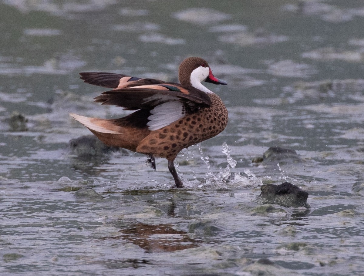 White-cheeked Pintail - ML620548604