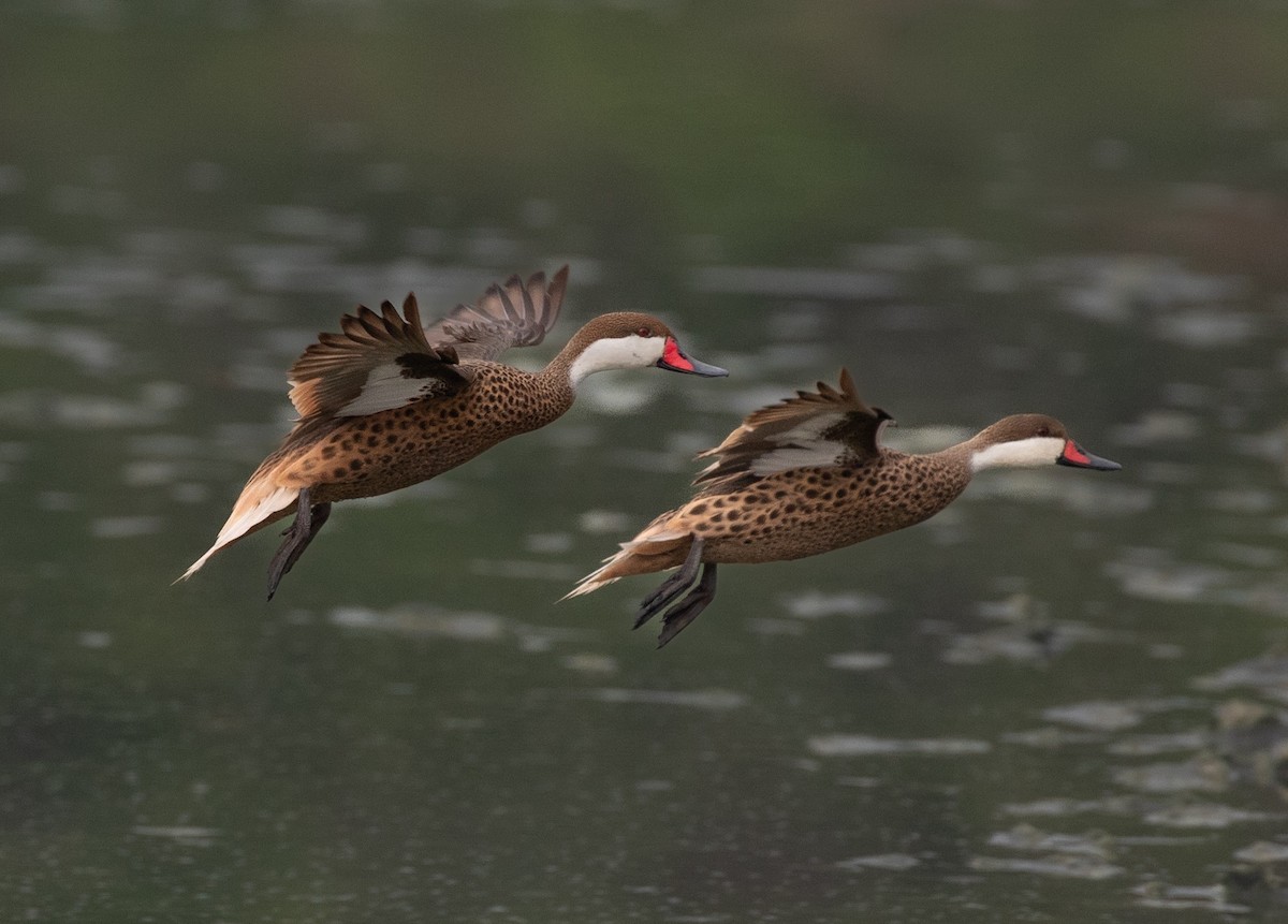 White-cheeked Pintail - ML620548606