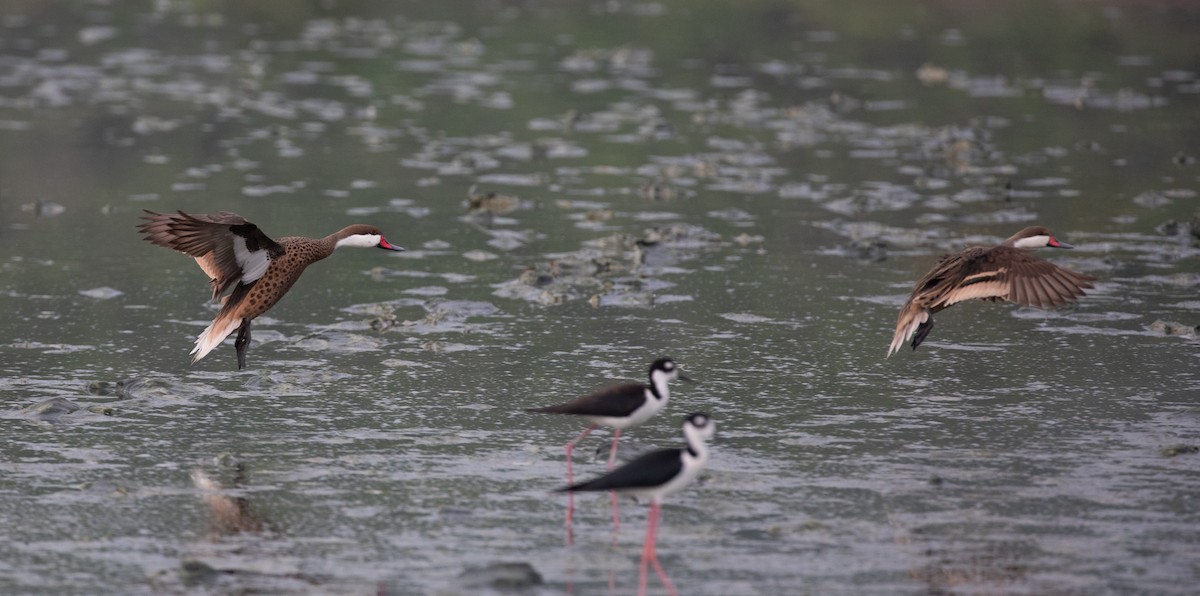 White-cheeked Pintail - ML620548608