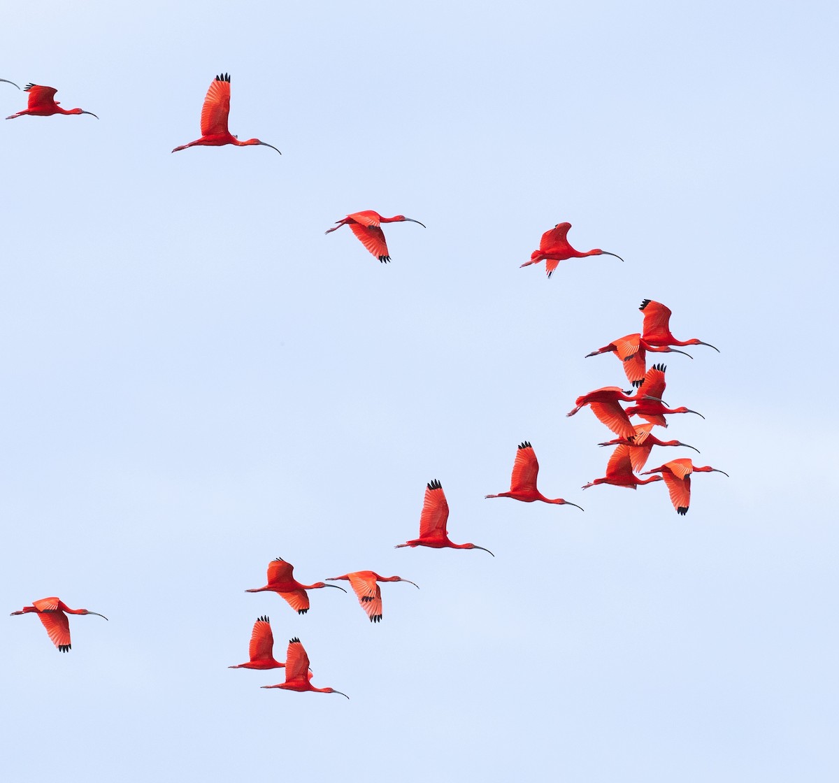 ibis rudý - ML620548616