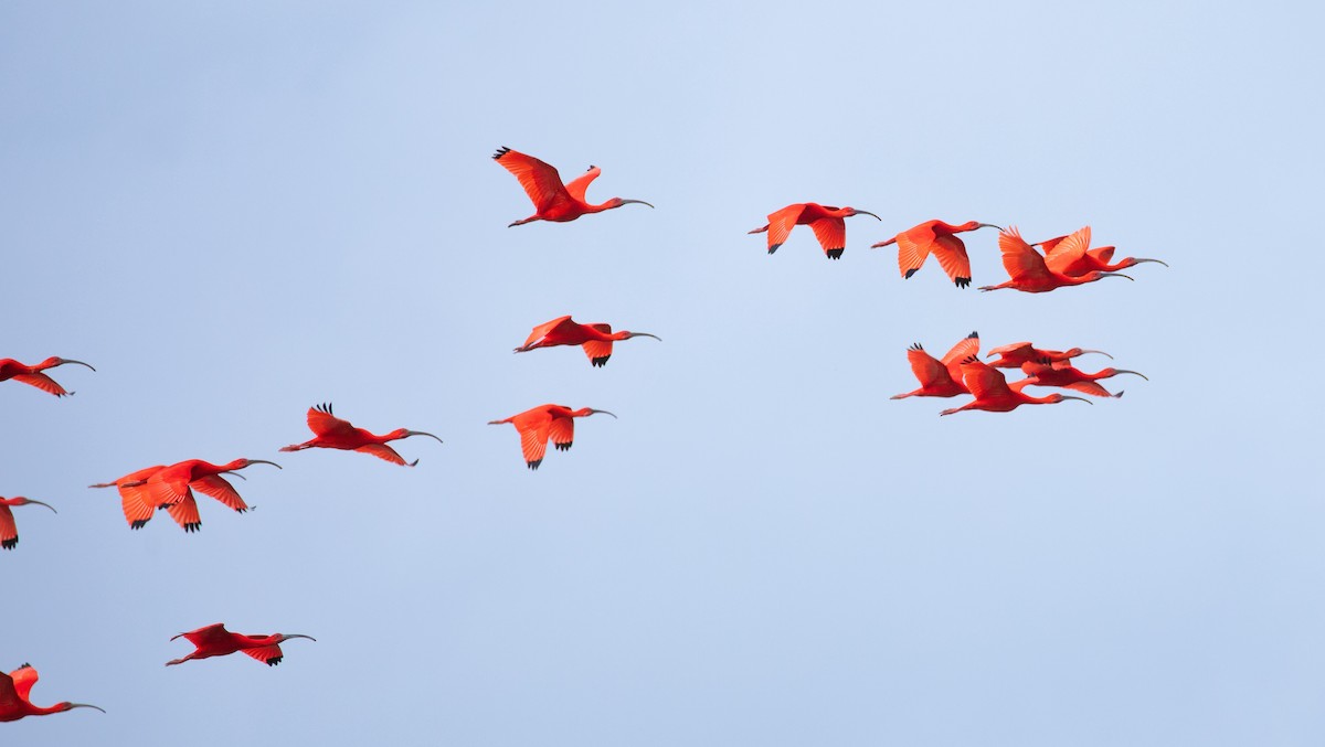 ibis rudý - ML620548617