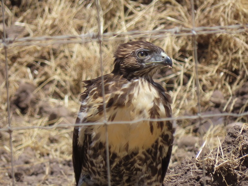 Red-tailed Hawk - ML620548618