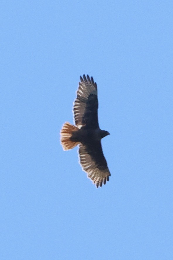 Red-tailed Hawk - ML620548620