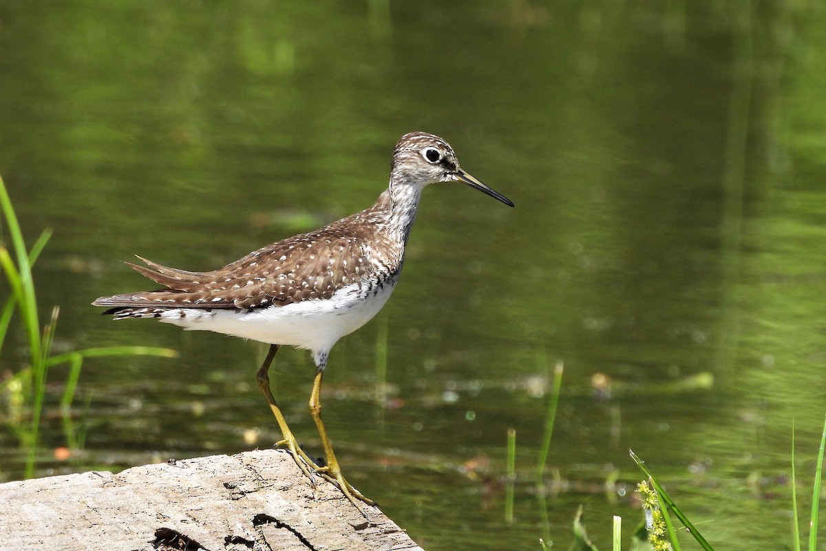 Solitary Sandpiper - ML620548621