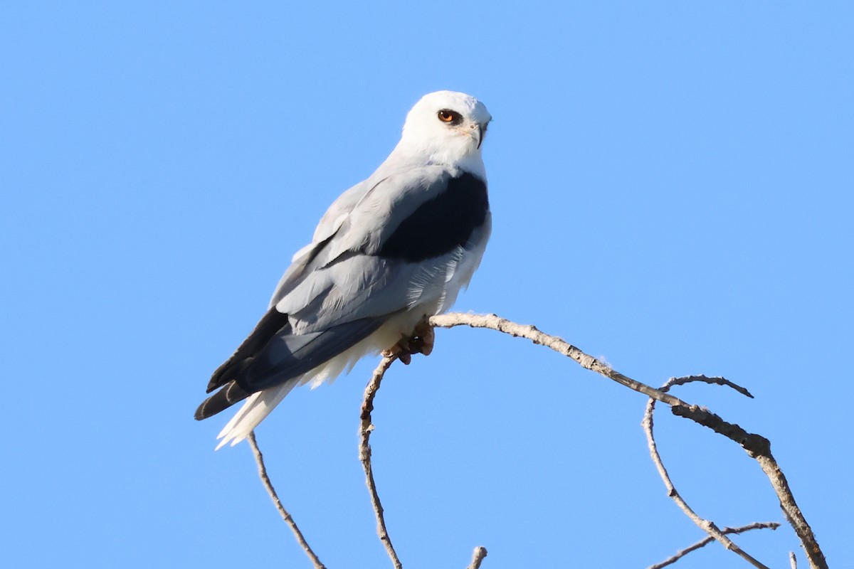 White-tailed Kite - ML620548622