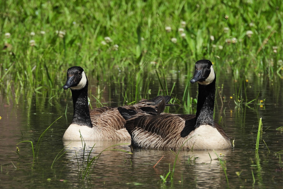 Canada Goose - S. K.  Jones