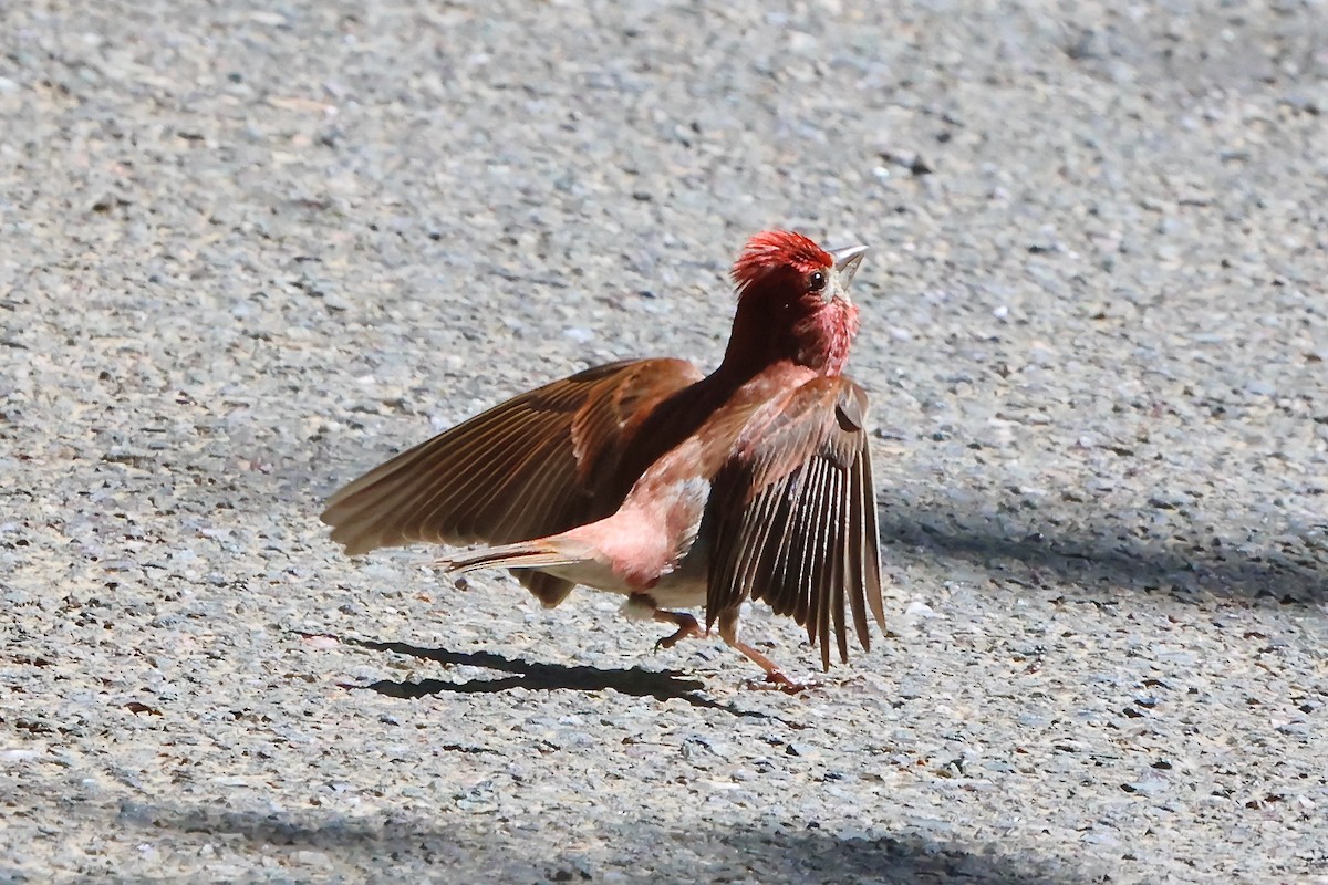 Purple Finch - ML620548627