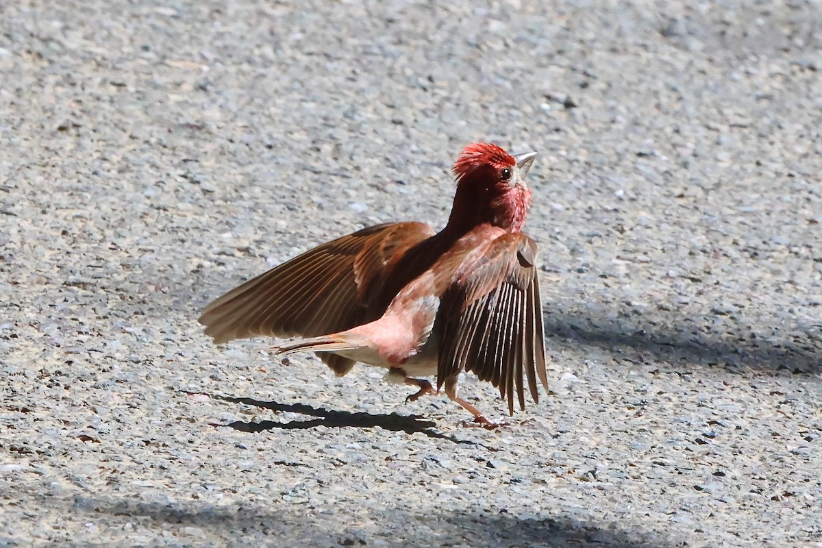 Purple Finch - ML620548627