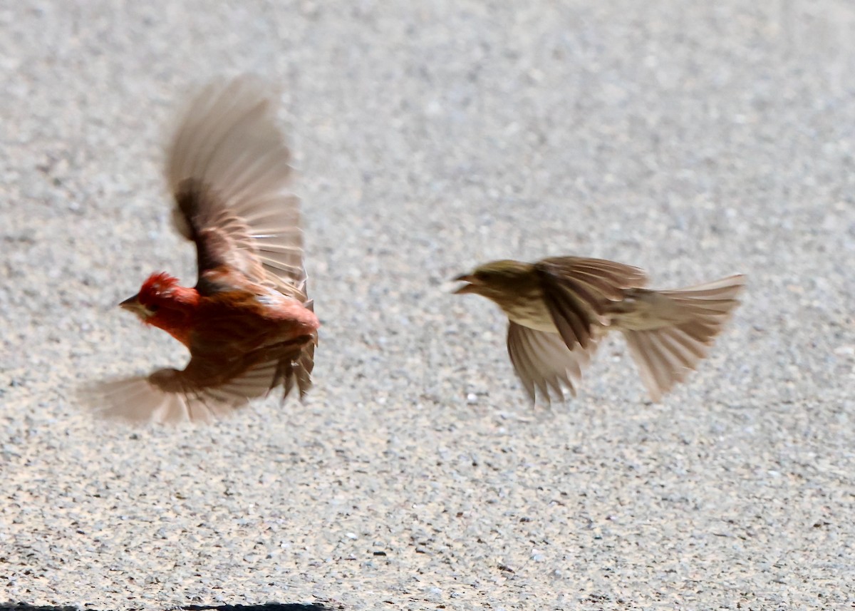 Purple Finch - ML620548628