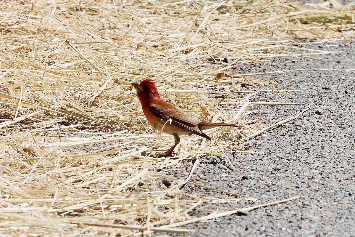 Purple Finch - ML620548629