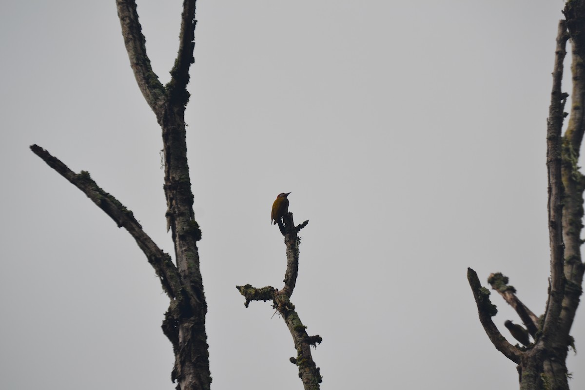 Golden-olive Woodpecker - ML620548631