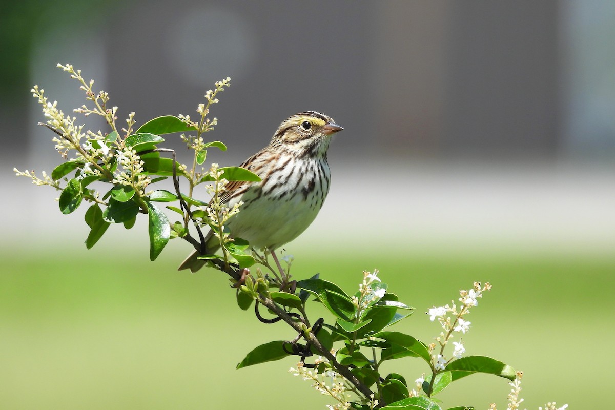 Savannah Sparrow - ML620548632